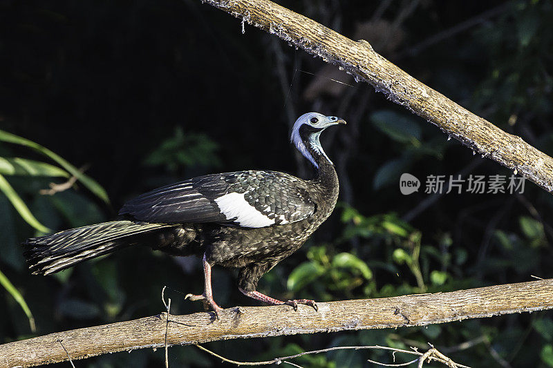 蓝喉管火鸡(Pipile cumanensis)是一种南美的克拉科鸟类，在外形上与火鸡有些相似。